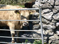 Irish cow